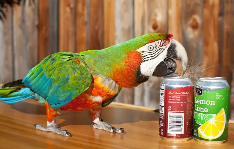 Zac the Macaw opening a Canned Drink.